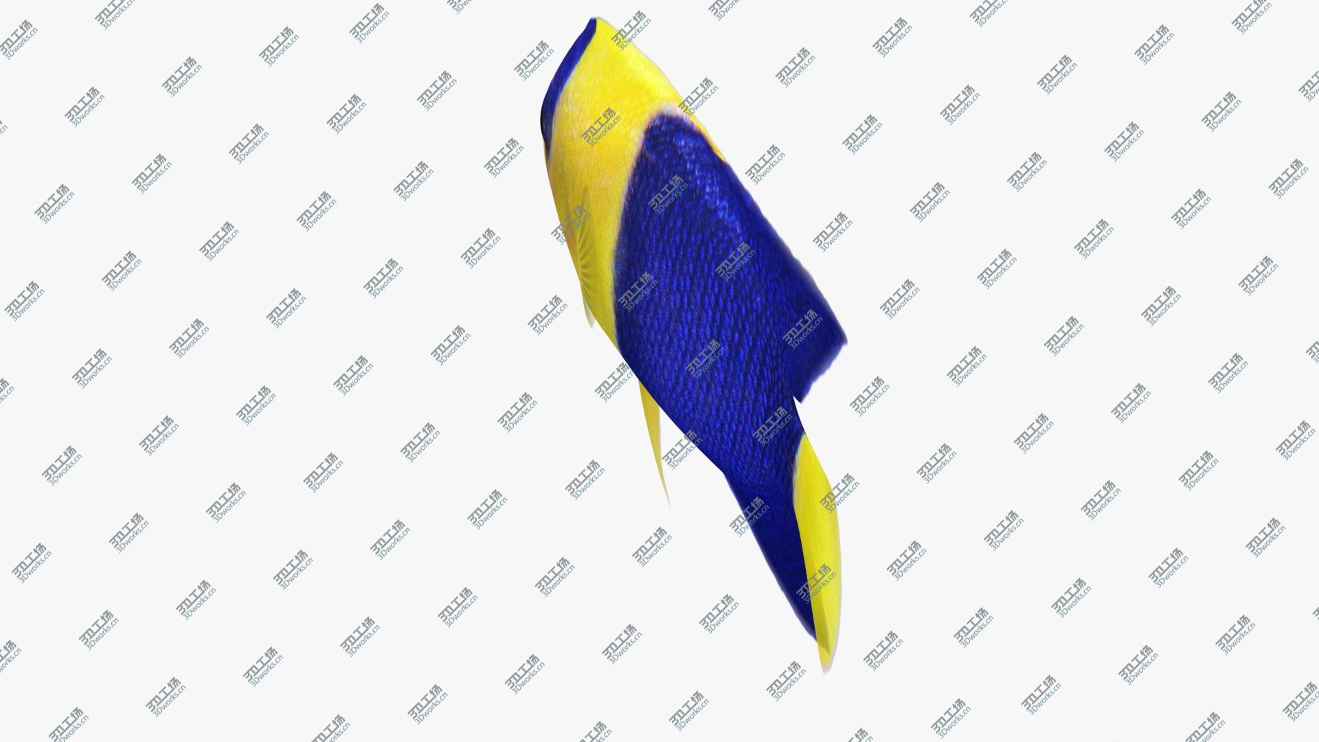 images/goods_img/202105071/3D Bicolor Angelfish Animated/5.jpg